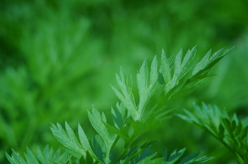background of green leaves