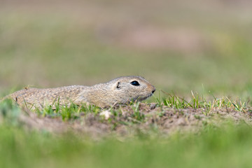 A wild european ground squirrel
