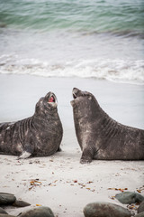Two elephant seals on sea lion islands, falklands islands, appear to be laughing with each other