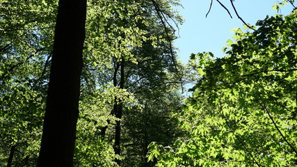 Thüringer Wald - Bäume und Himmel