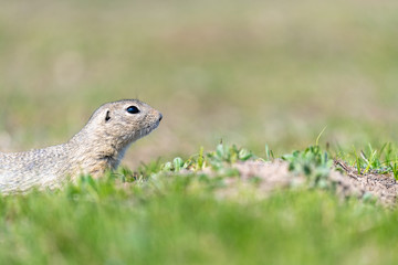 A wild european ground squirrel