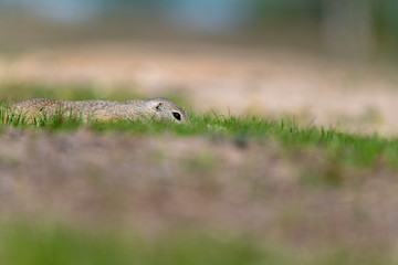 A wild european ground squirrel