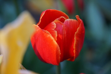 Fototapeta premium Kwiaty wiosna naturel