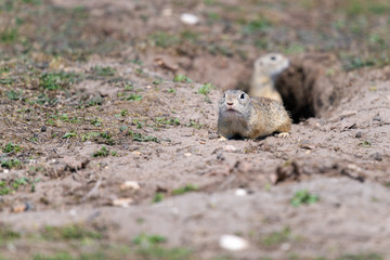 A wild european ground squirrel
