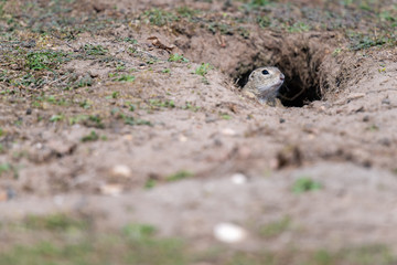 A wild european ground squirrel
