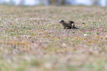 A wild european ground squirrel