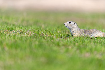 A wild european ground squirrel