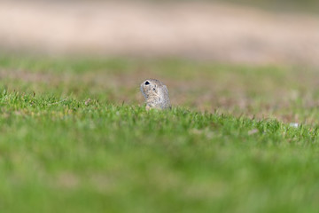 A wild european ground squirrel