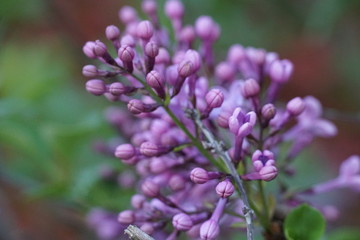 Flowers spring naturel