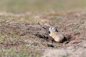 A wild european ground squirrel