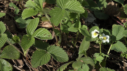 the first strawberry flowers are pollinated by an insect