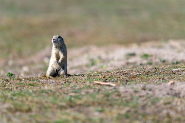 A wild european ground squirrel