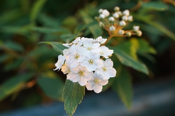 Flowers spring naturel