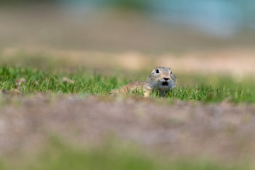 A wild european ground squirrel