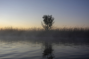 Fog over the river early in the morning. Astrakhan region morning fog. Tree in fog