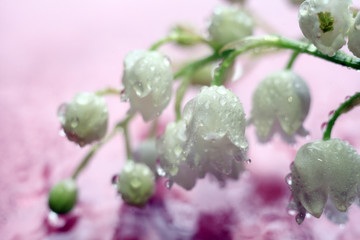 lilies of the valley on a pink background with water drops. Macro-flora photography.