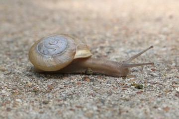 Closeup of a flat coil snail moving along