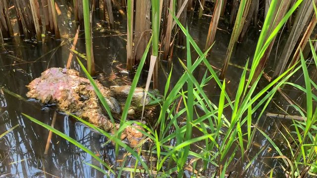 Large frog sitting on rock near water and grass