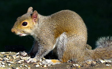 squirrel eating nuts