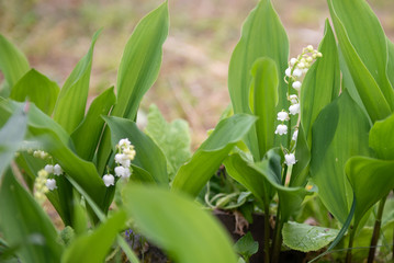 Fototapeta premium Muguet