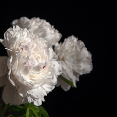 bouquet of white peonies in a transparent vase on a dark background