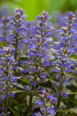 Obraz premium Blue color flowers in forest medow