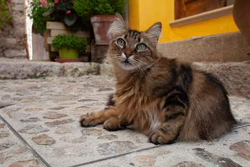 sitting young cat with green eyes on street