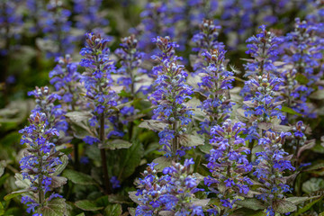 Blue color flowers in forest medow