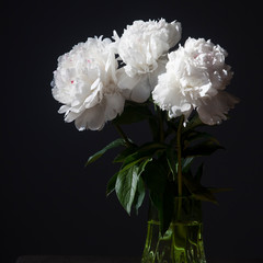 bouquet of white peonies in a transparent vase on a dark background