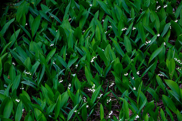 lily of the valley with bell-shaped flowers on glade in forest.