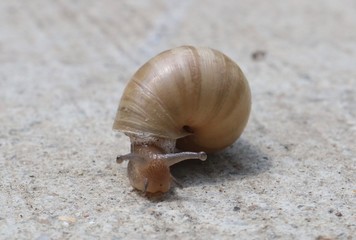 Macro shot of a snail from the front