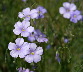 Gemeiner Lein