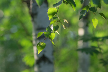 A green branch of birch in the rays of sunlight. The background is blurred.
