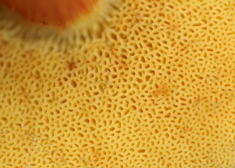 Macro shot of the yellow tubes under the cap of an orange mushroom