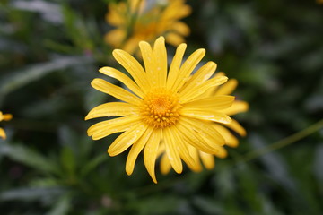 Flowers spring naturel