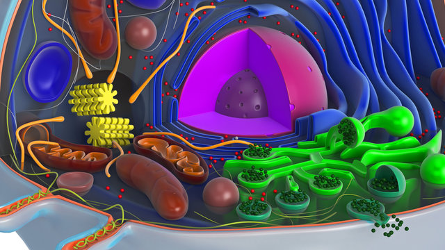 Animal cell in section, multi-colored, close view. 3D rendering