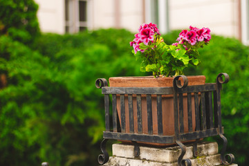 Street plant vase made from wood, stone and forged metal whit pink flowers in it – Retro and vintage decorative pot placed on the sidewalk in front of a building