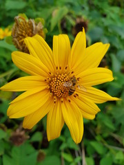 Fototapeta premium yellow flower on green background