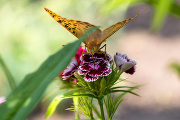 A beautiful butterfly collects nectar on flowers.