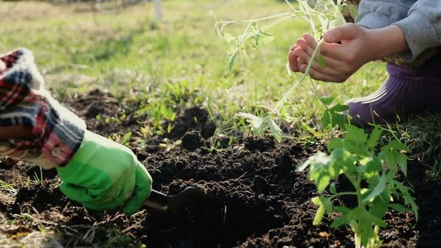 Hands of the grandmother and grandson digging a hole and planting tomato seedlings in open ground in a garden bed on a sunny spring day. The concept of organic farming