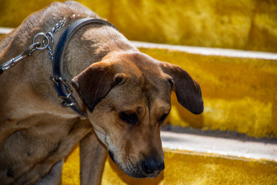 Perro crestado rodesiano triste