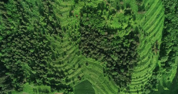 Field with steps, on the hills of which trees grow
