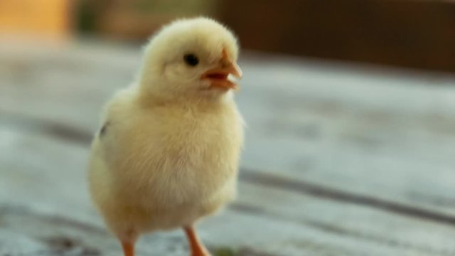 Telephoto view of a beautiful yellow chick resting on a wooden table