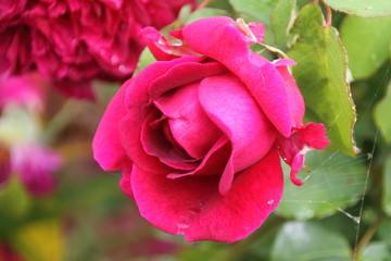 pinke Strauch Rose