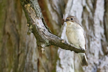 Trauerschnäpper (Ficedula hypoleuca)