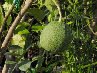Fresh Giant lemon or Citrus aurantifolia on tree with green leaf background.