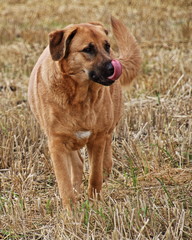 Kangal-Mix auf dem Feld