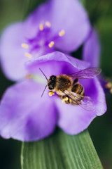 bee collecting pollen dusting flowers field