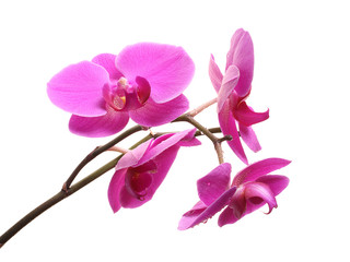 Branch of purple orchid, phalaenopsis on white background.
