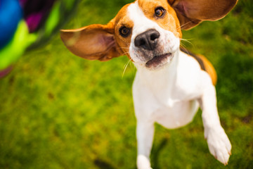 Dog beagle jumps to grab a toy